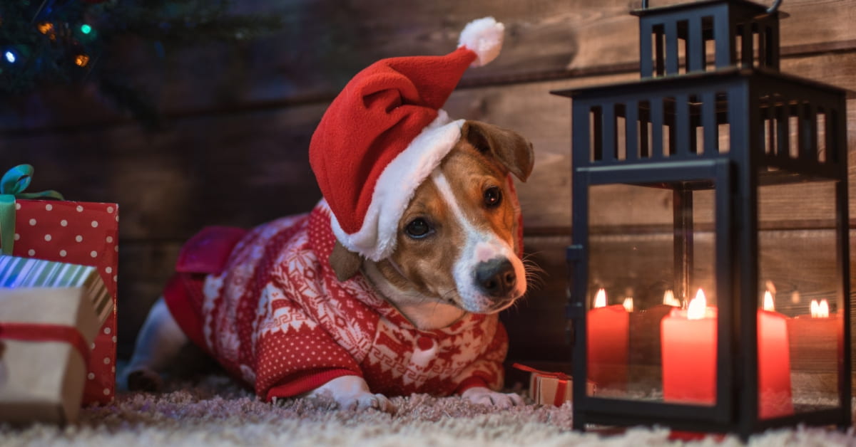 ROPA NAVIDEÑA PARA PERROS LA # 1