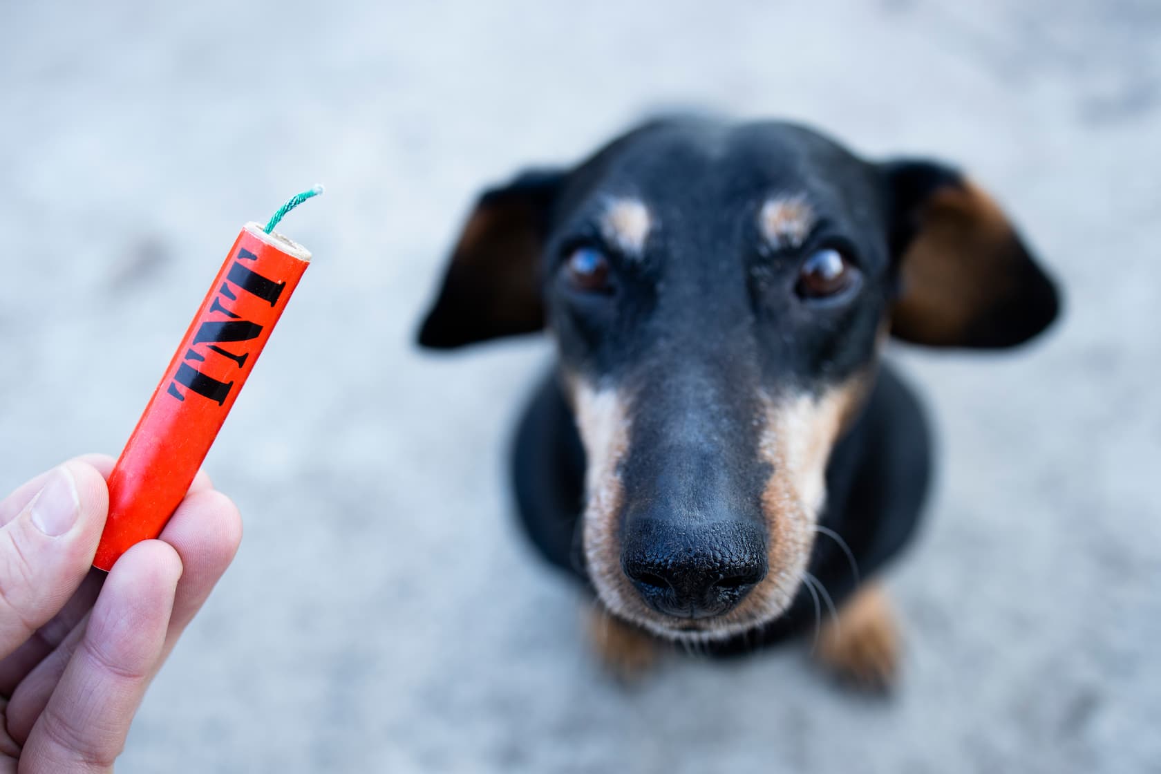 Perros y pólvora: Di no a la pirotecnia y cuida el bienestar de tu mascota esta temporada festiva