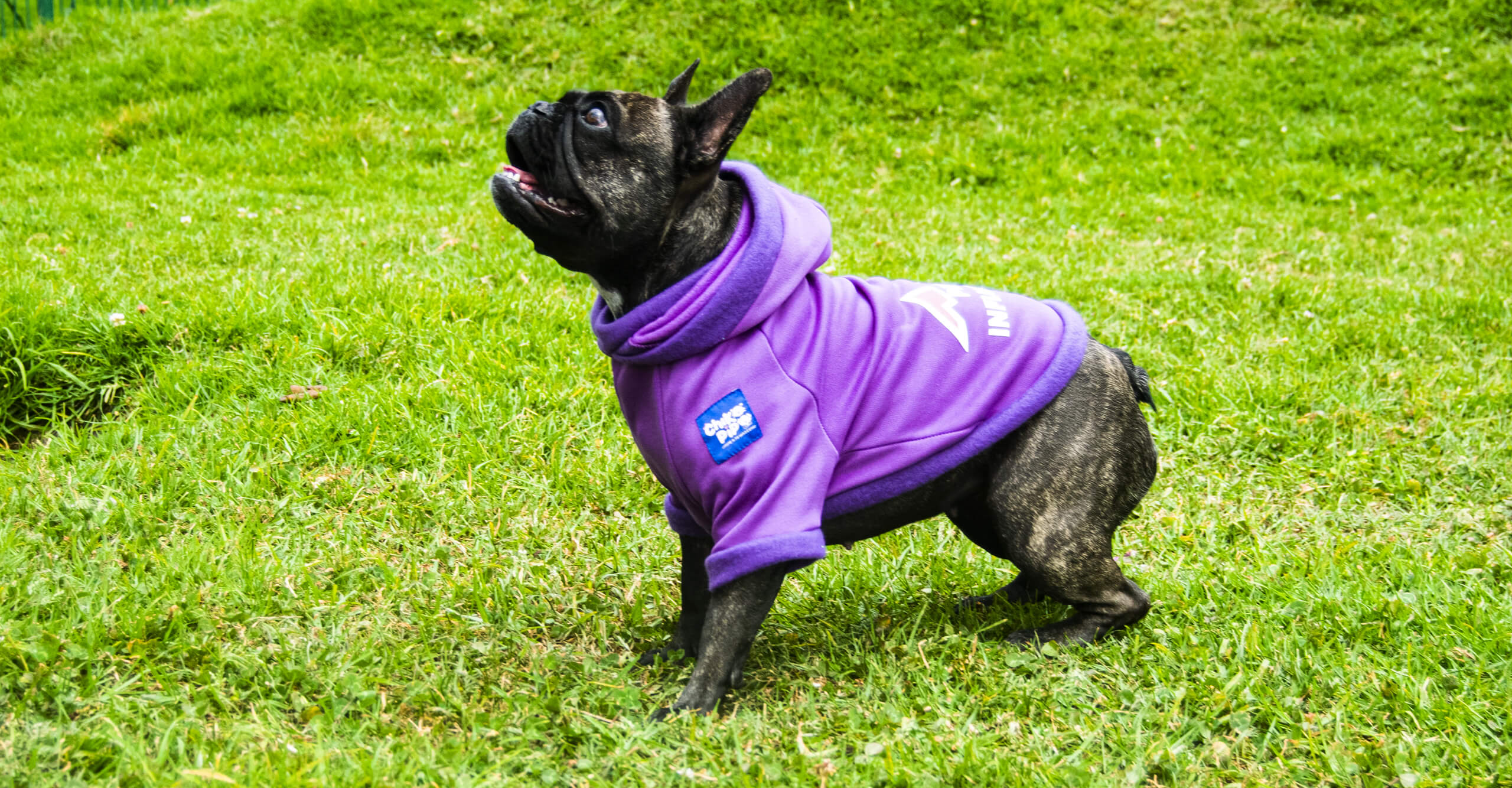 Buzos perros