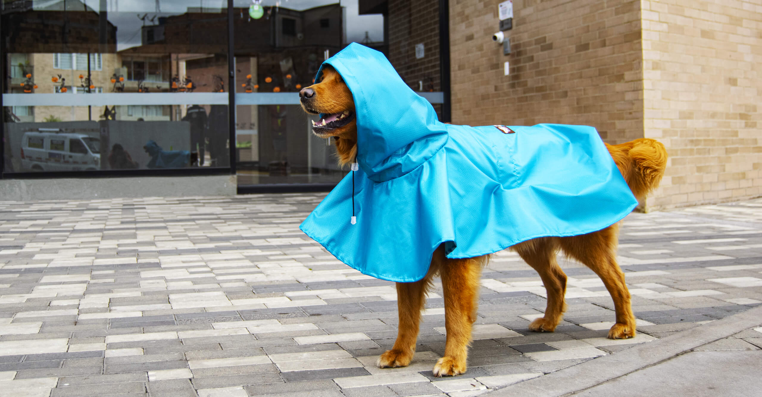 capas impermeables para perros