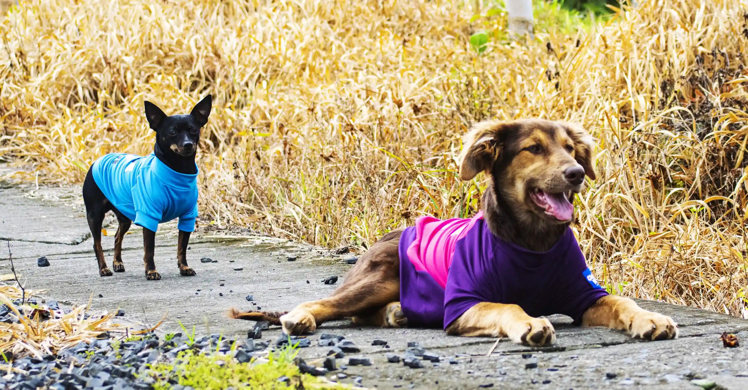 camisas-perros-1-chikopipo