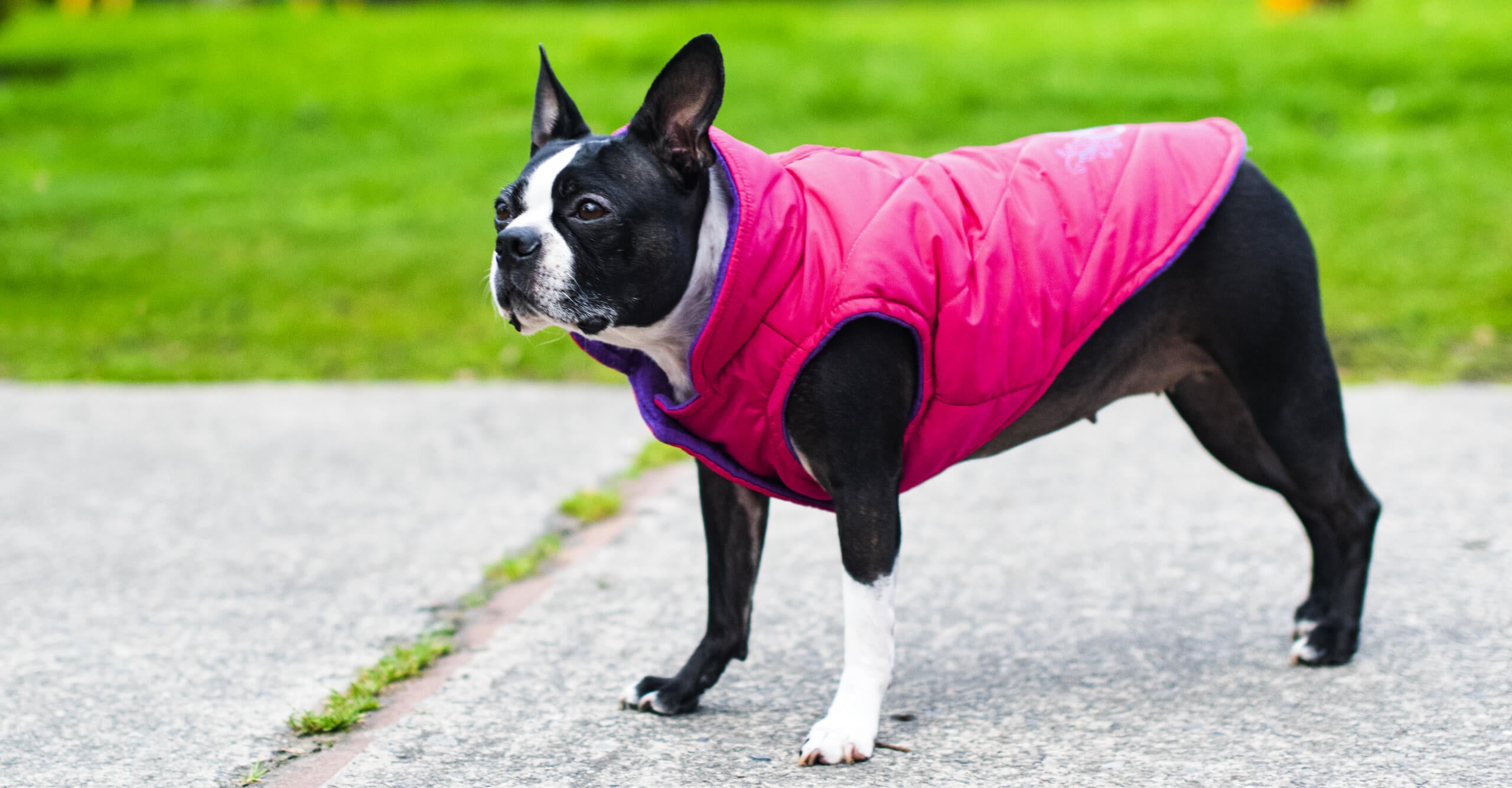 chalecos para perros grandes