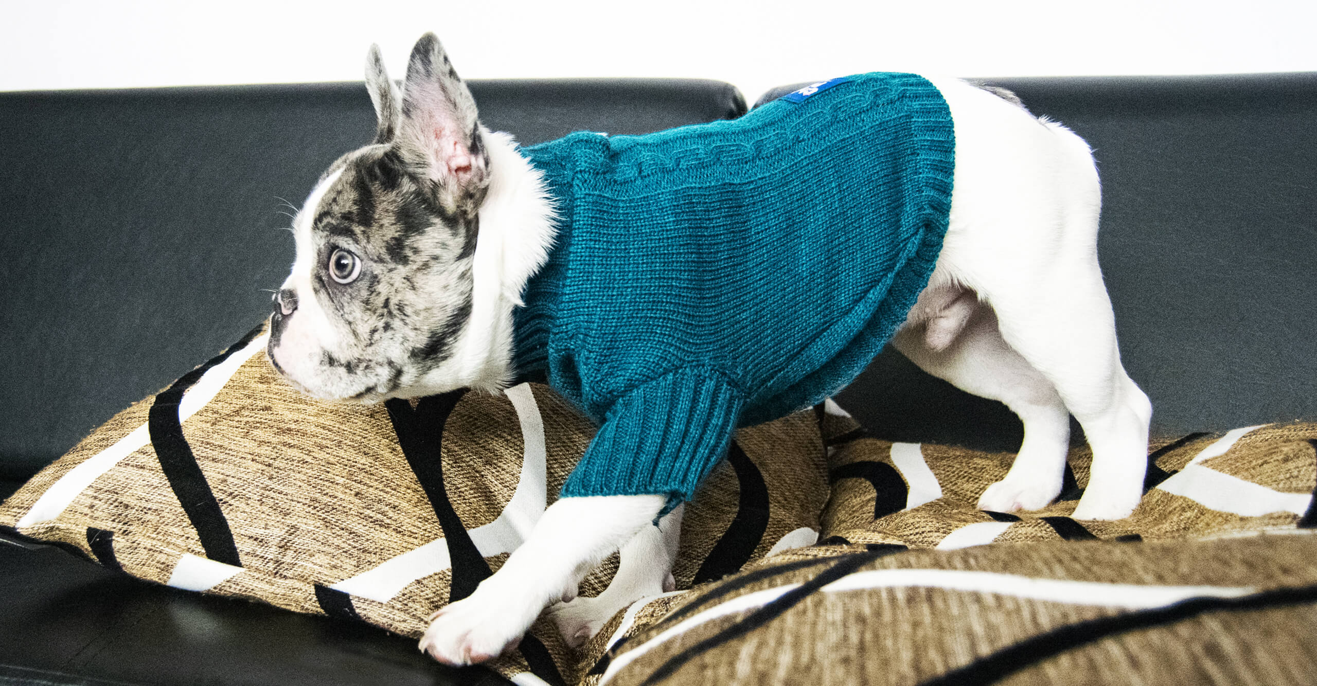 SACOS TEJIDOS PERROS