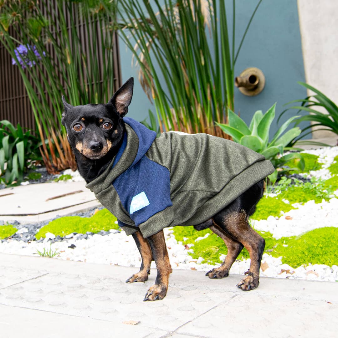 Buzo-perro-copito