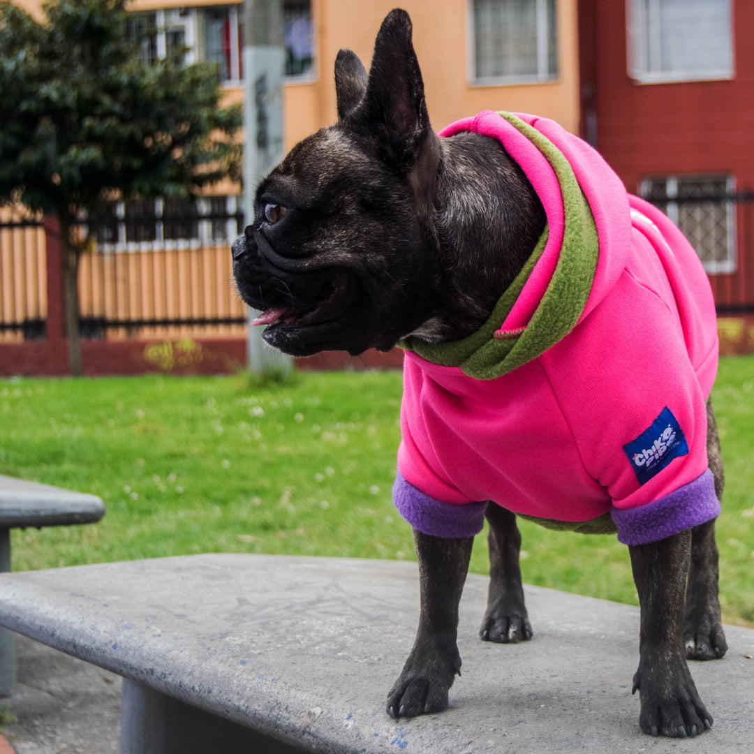 Buzo-perro-influencer