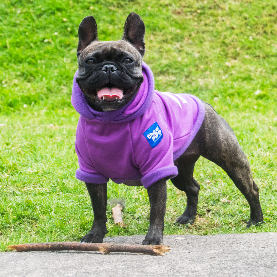 Buzo-perro-influencer