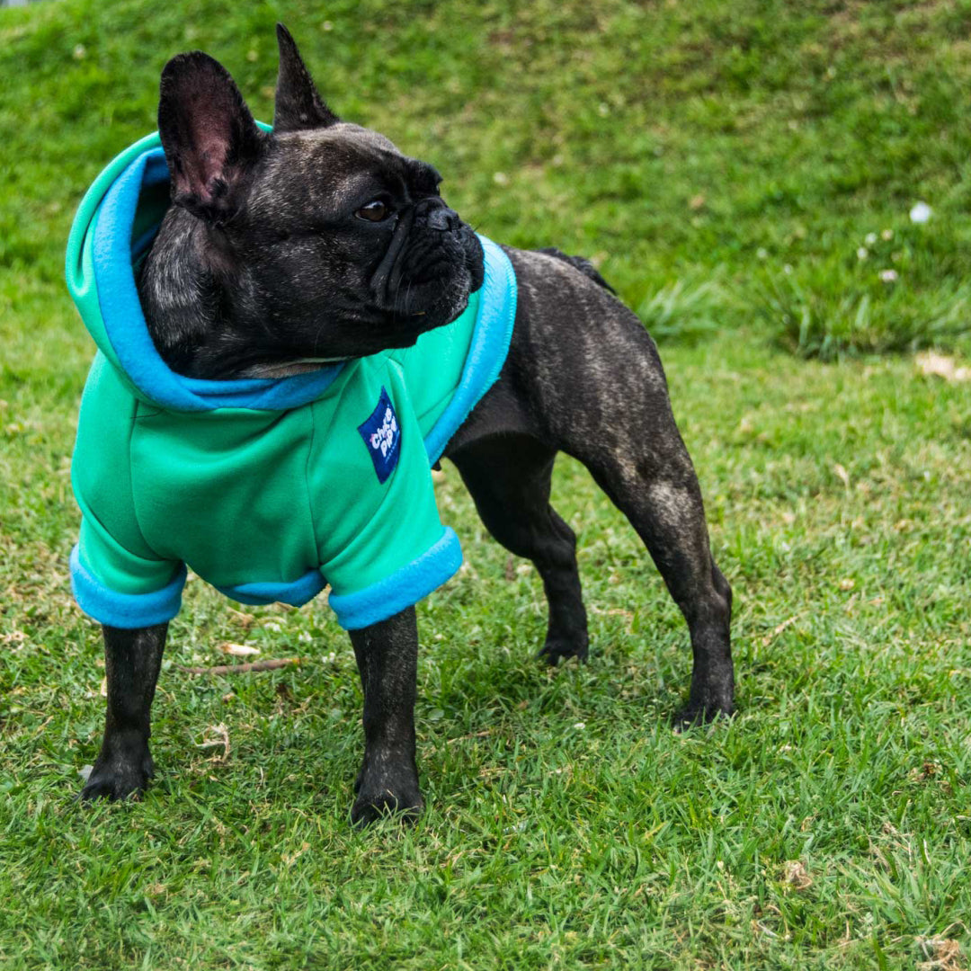 Buzo-perro-influencer