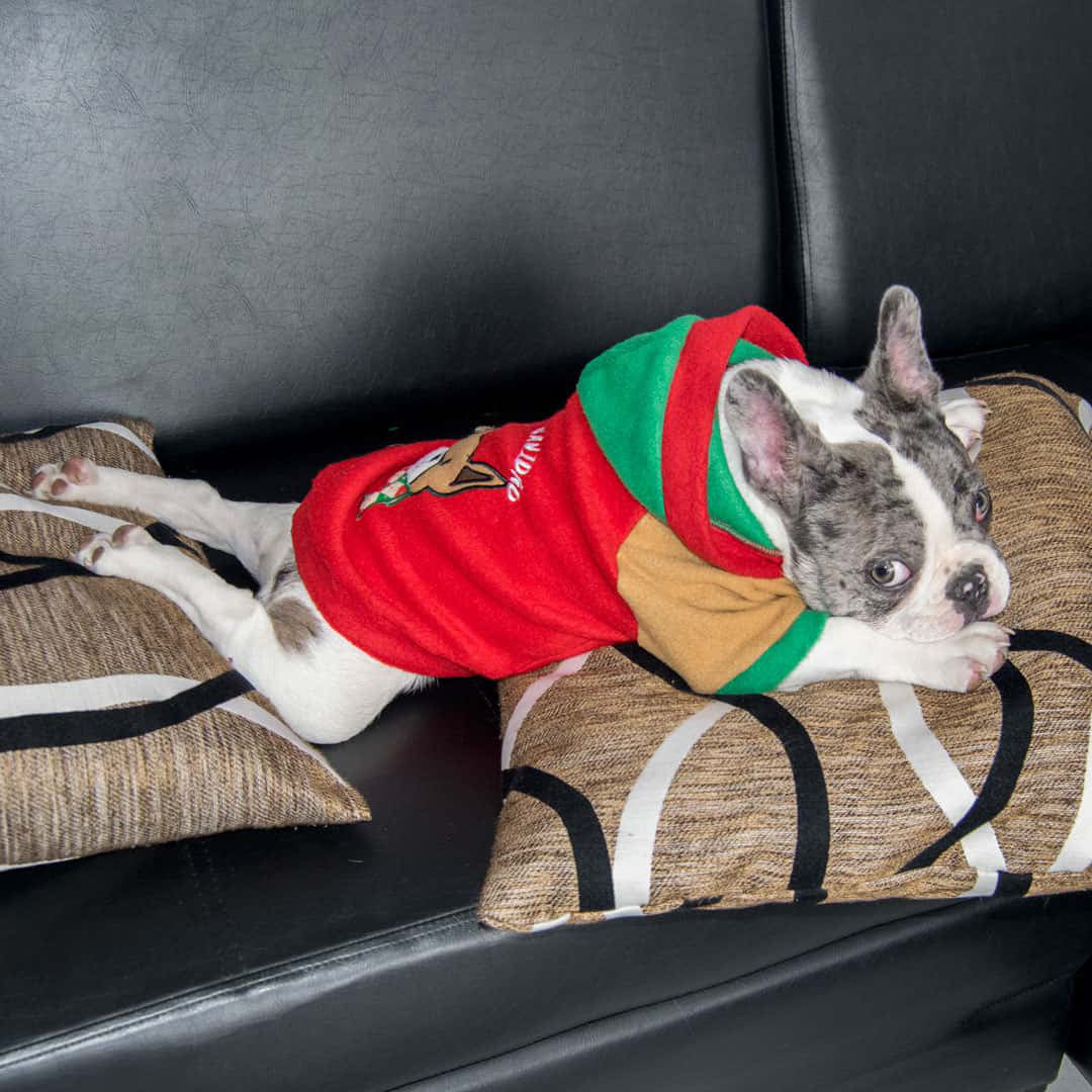 Buzo navidad perros Walle