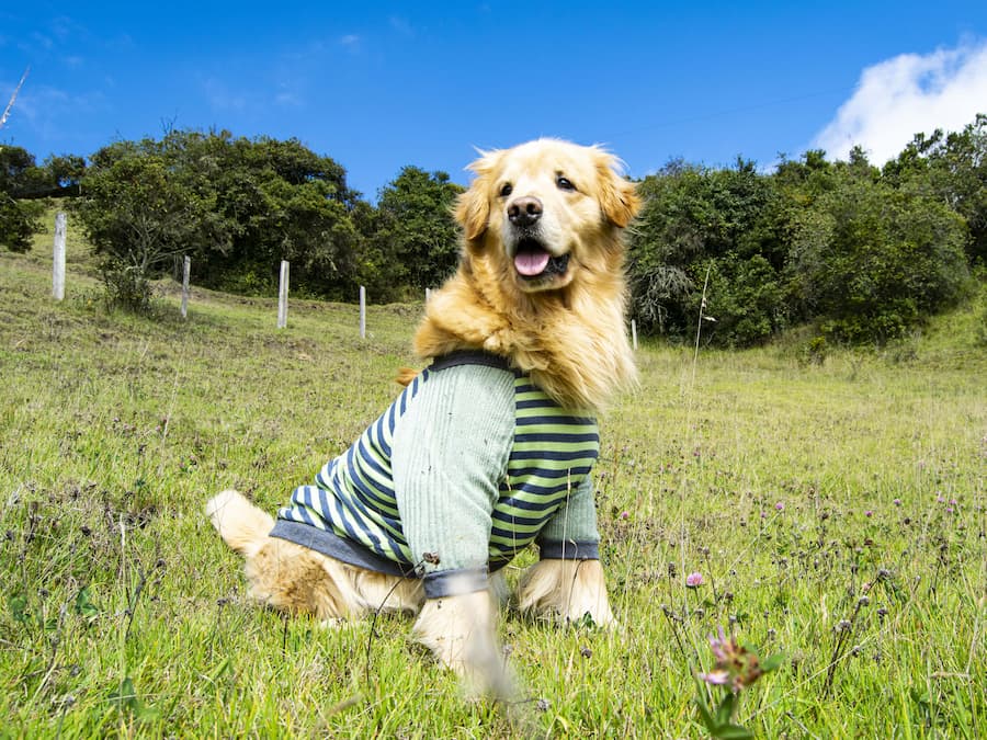 tienda-de-ropa-para-perros-y-gatos-bogotá