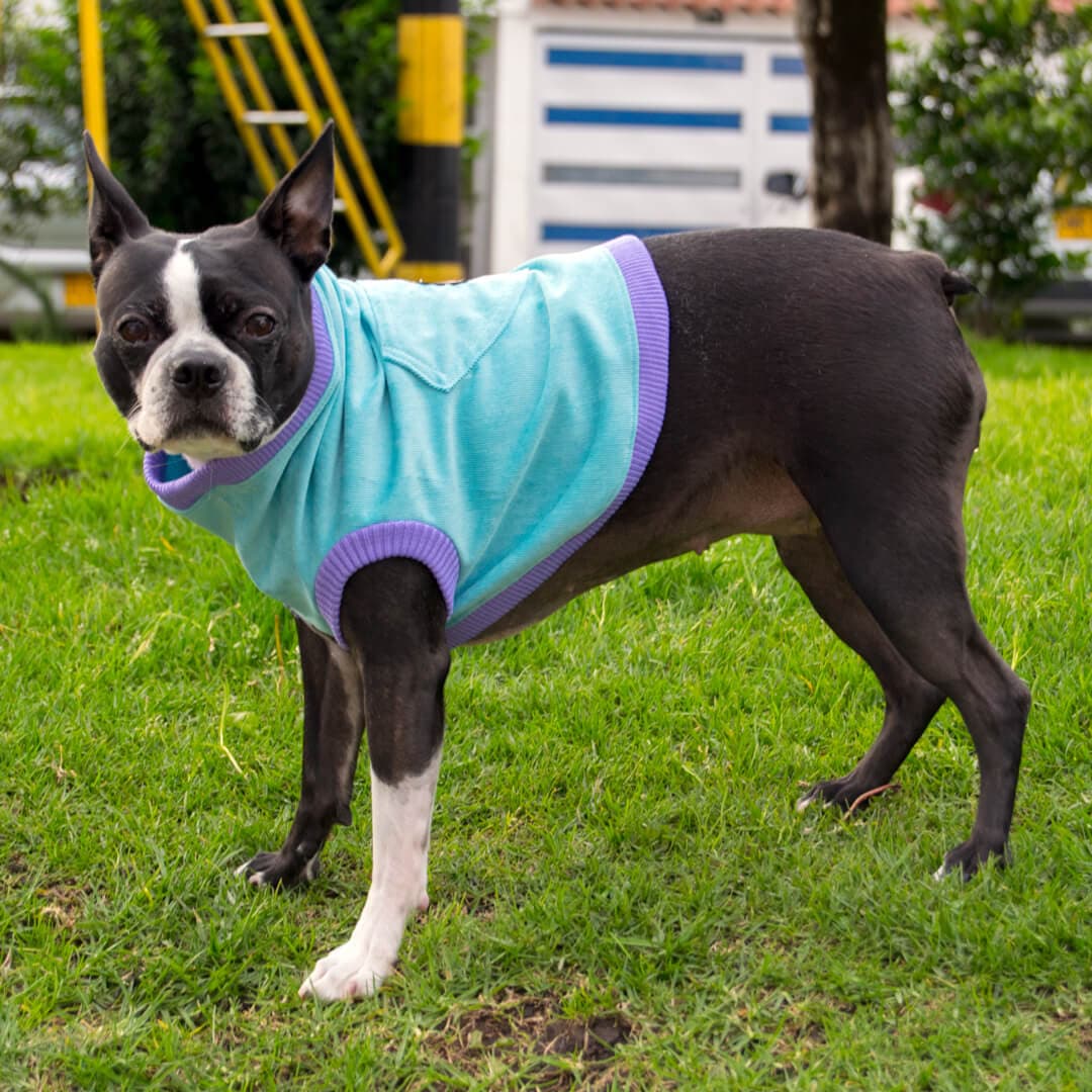 Chaleco-perro-pierre#color_azul