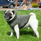 Chaleco-perro-pierre#color_verde