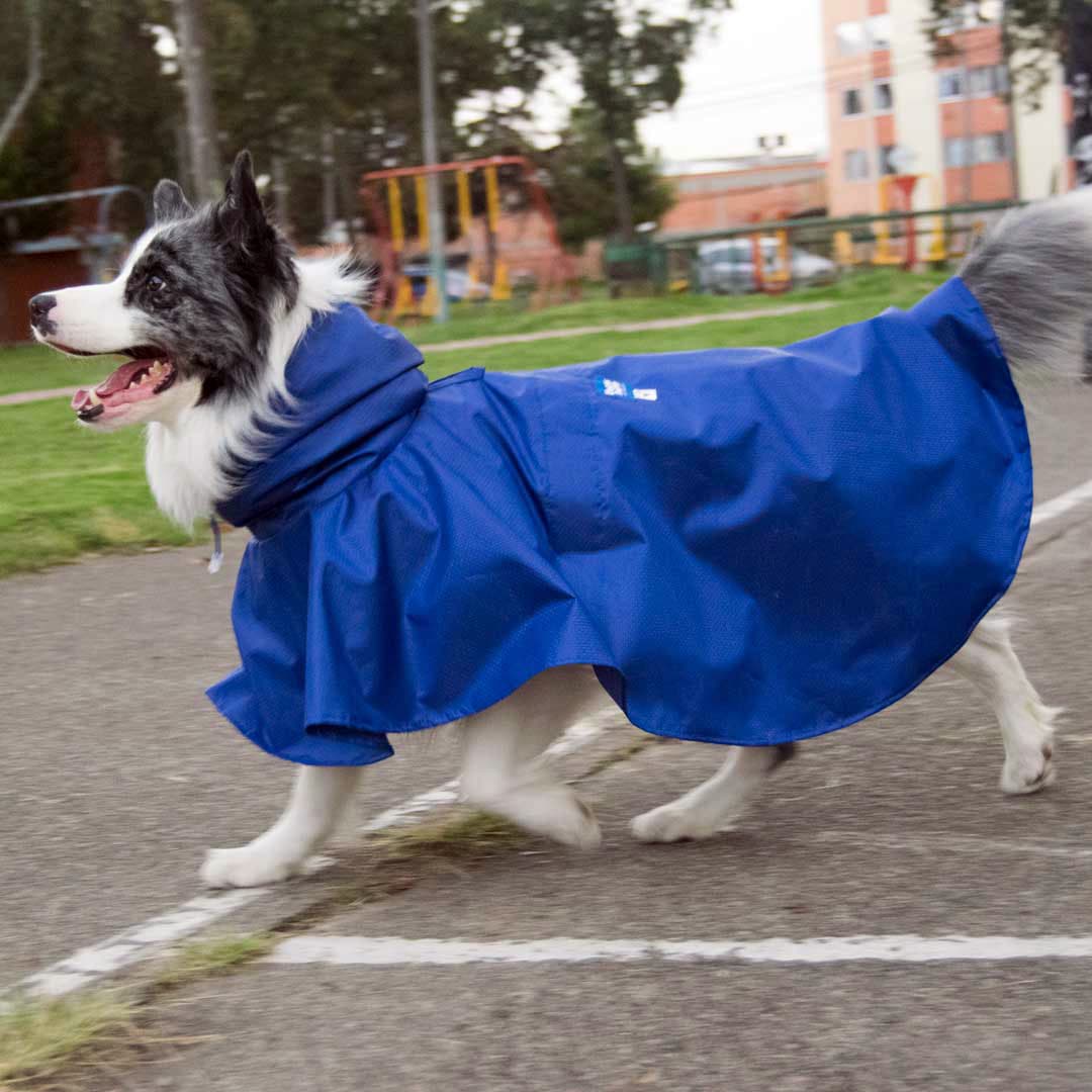 capas-impermeables-para-perros-80-chikopipo