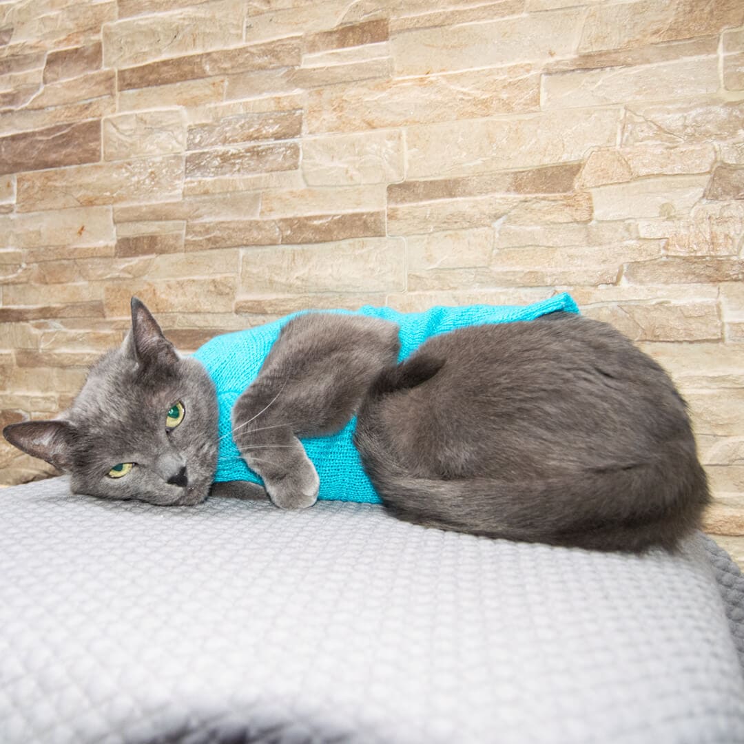 Sueter-gato-one#color_celeste