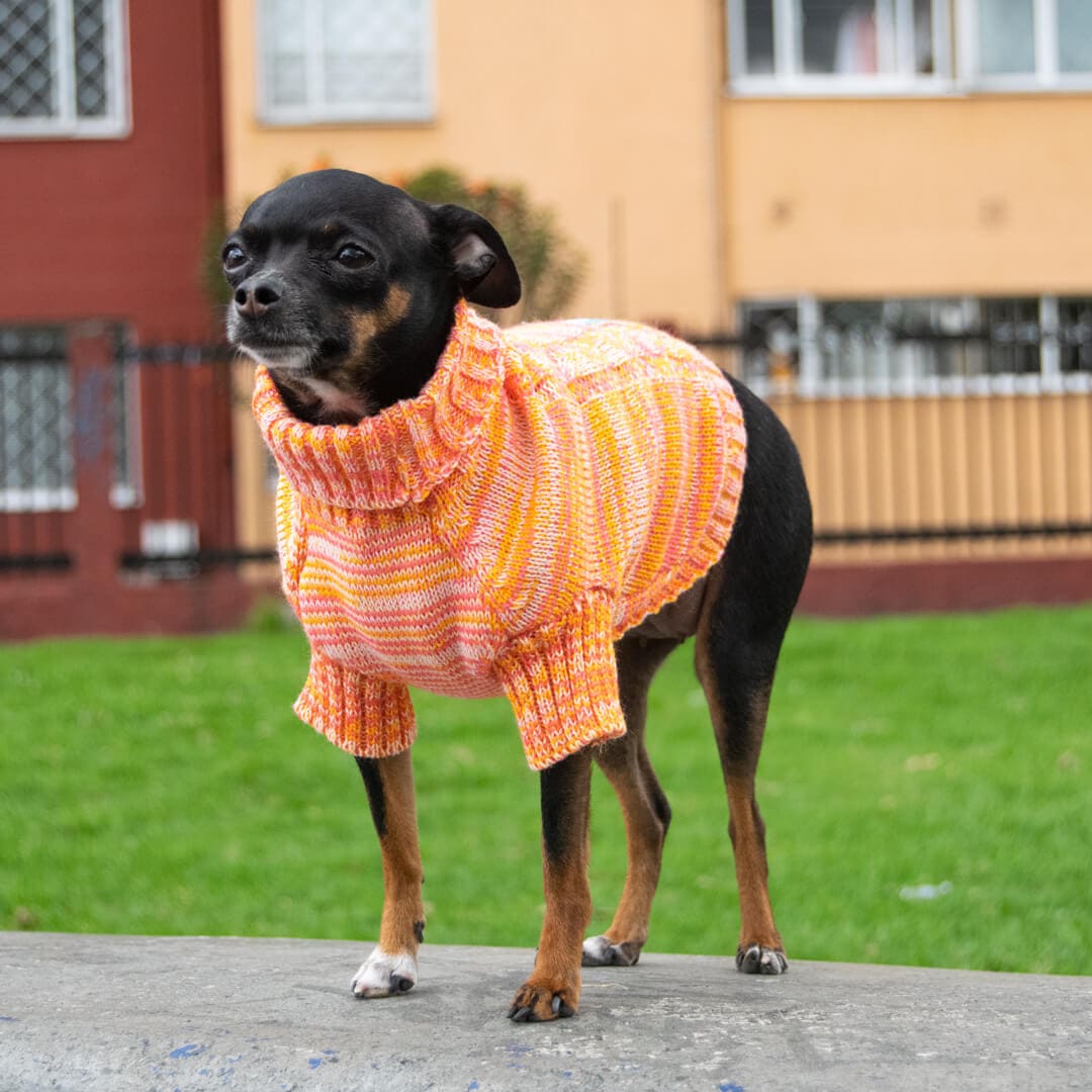 Sueter-perro-15D