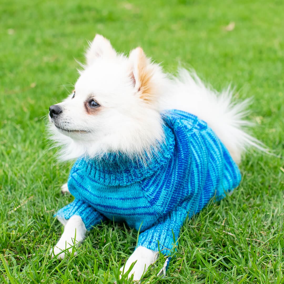 Sueter-perro-1D