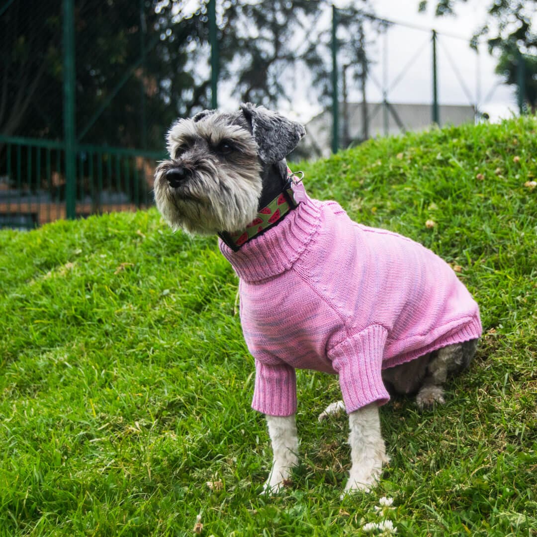 Sueter-perro-2D