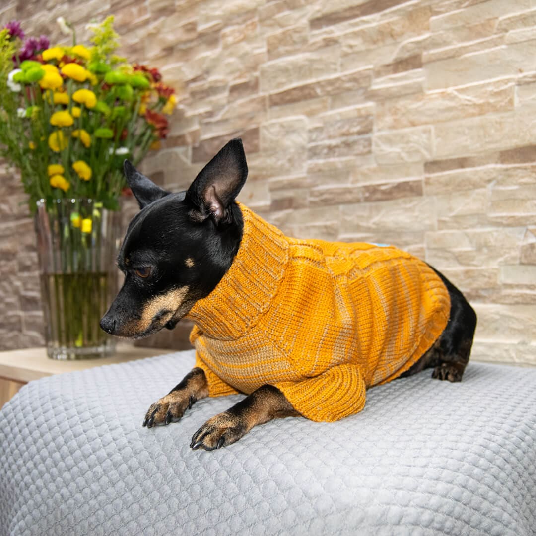 Sueter-perro-3D