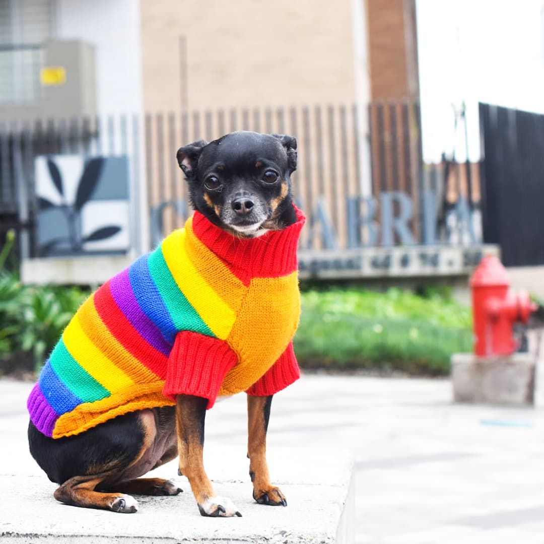 Sueter_perro_Arcoiris