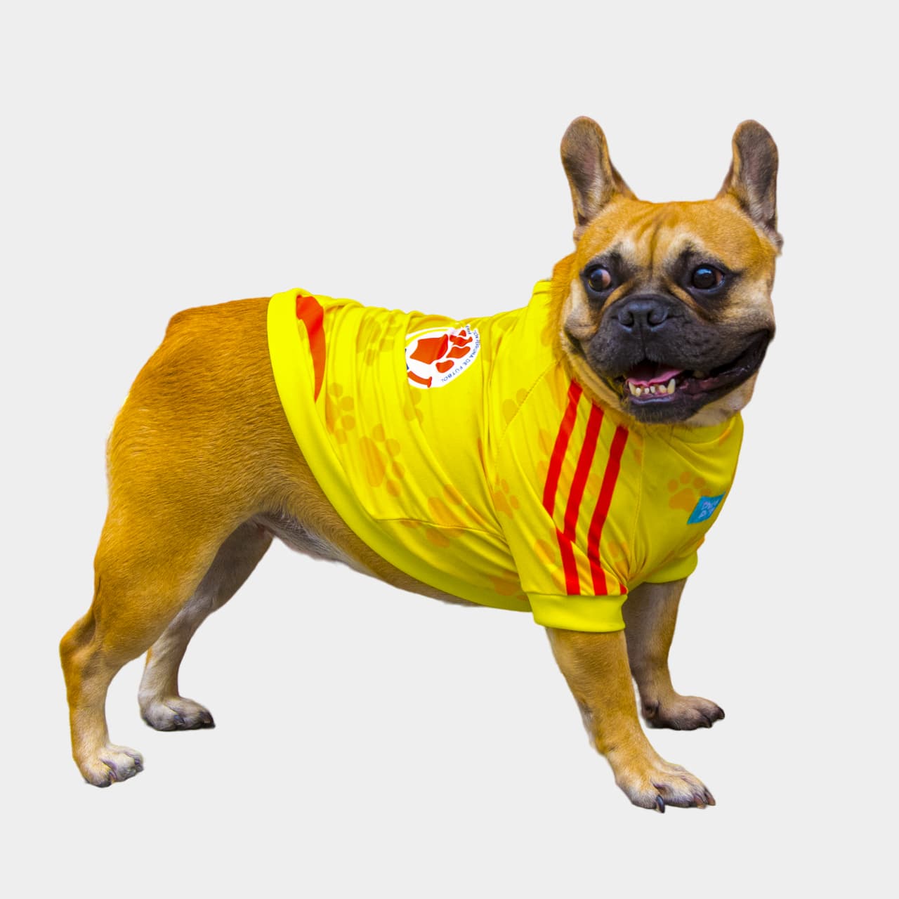 Camiseta perro Colombia
