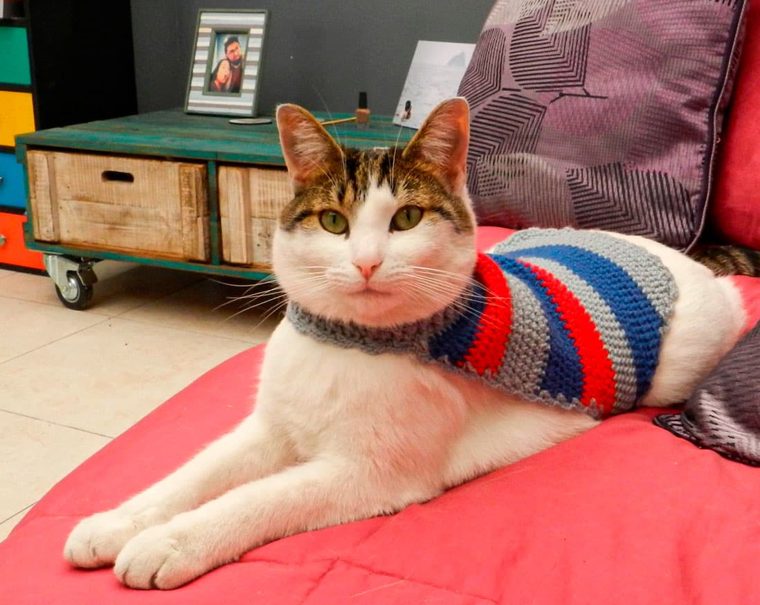GATO CRIOLLO COLOMBIANO
