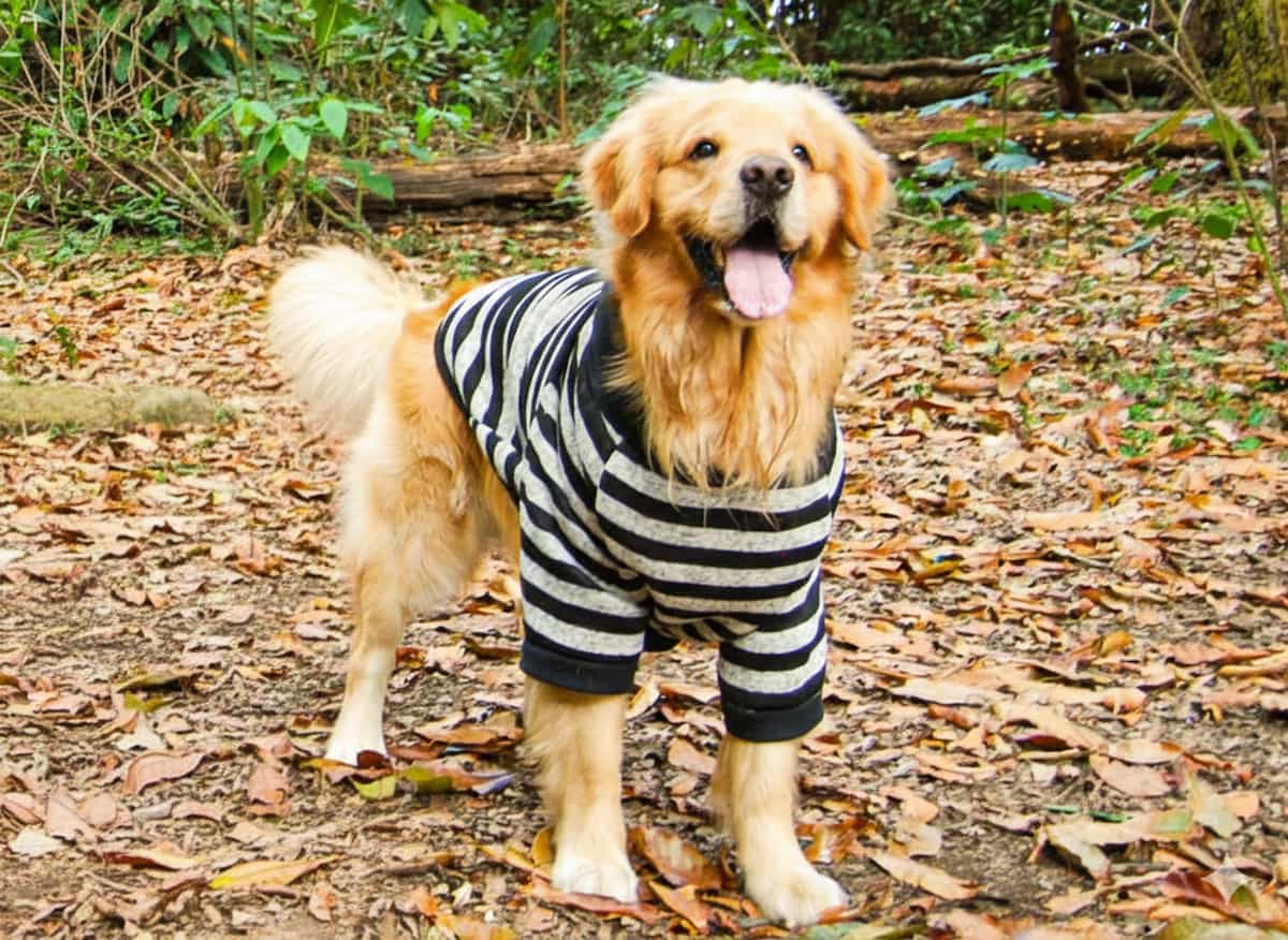 ropa-para-perros-talla-grande-78-chikopipo