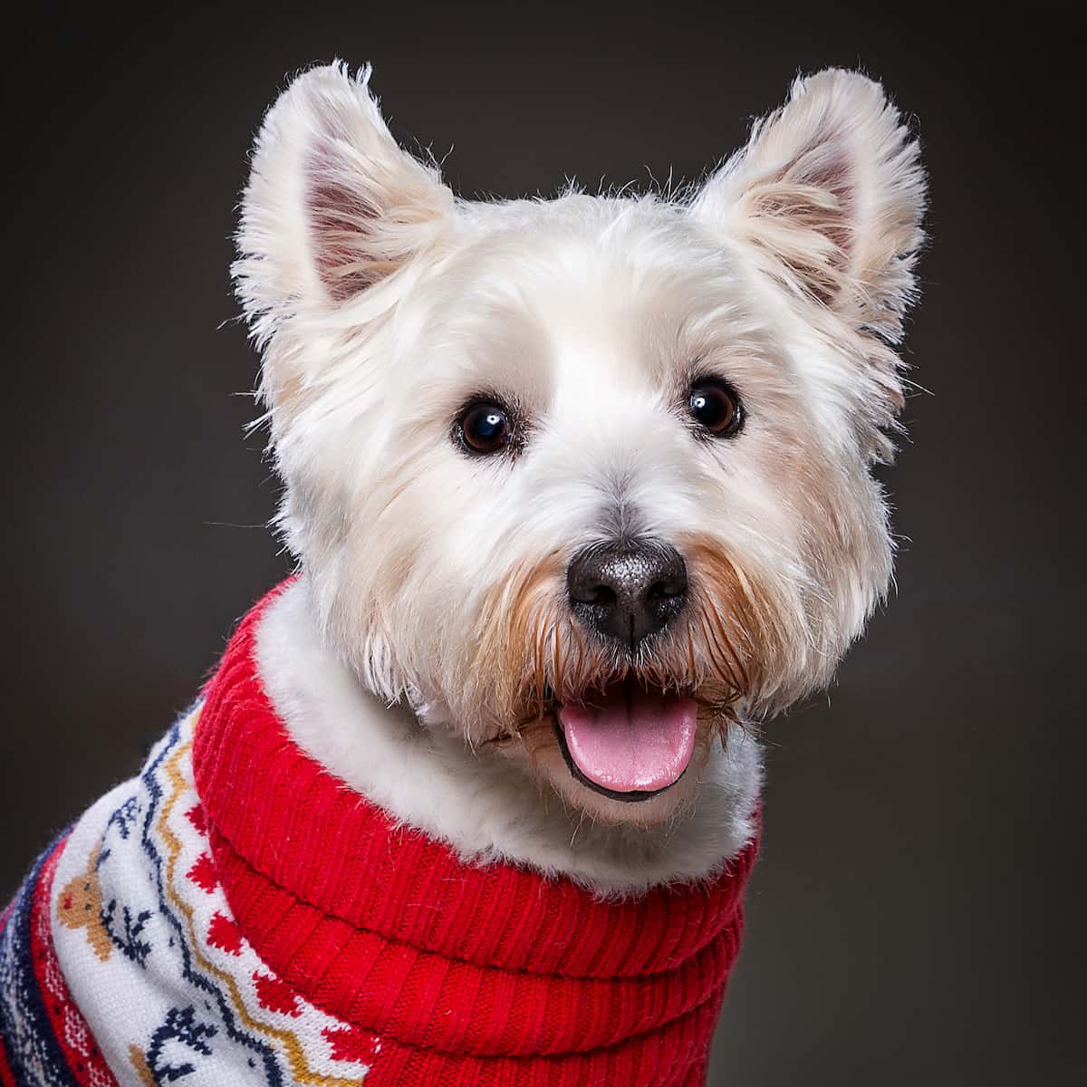 Cómo elegir el suéter navideño perfecto para tu perro