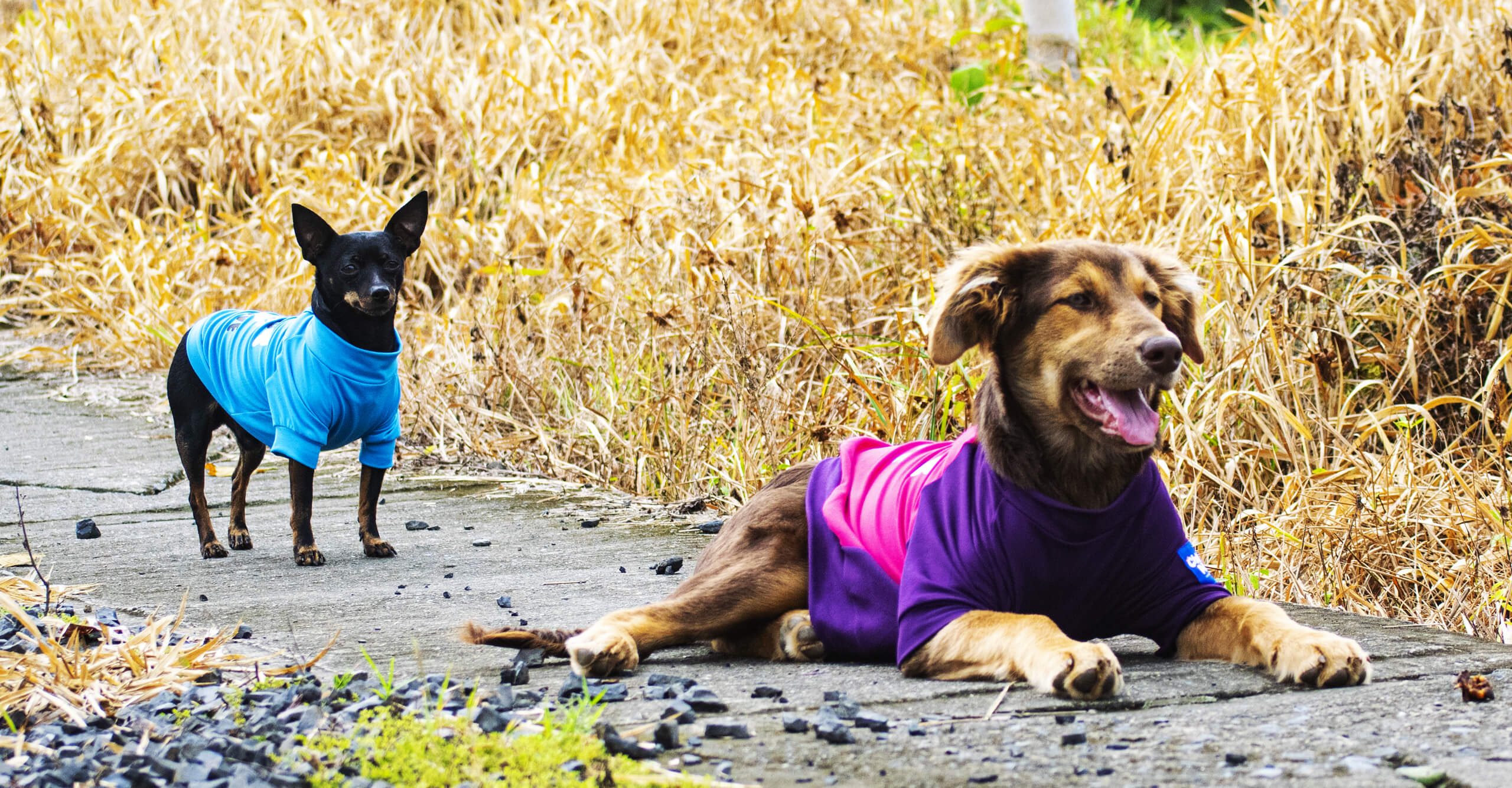 Camisetas perros