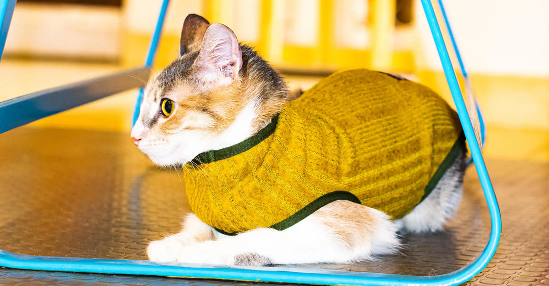 ropa-para-gatos-1-chikopipo