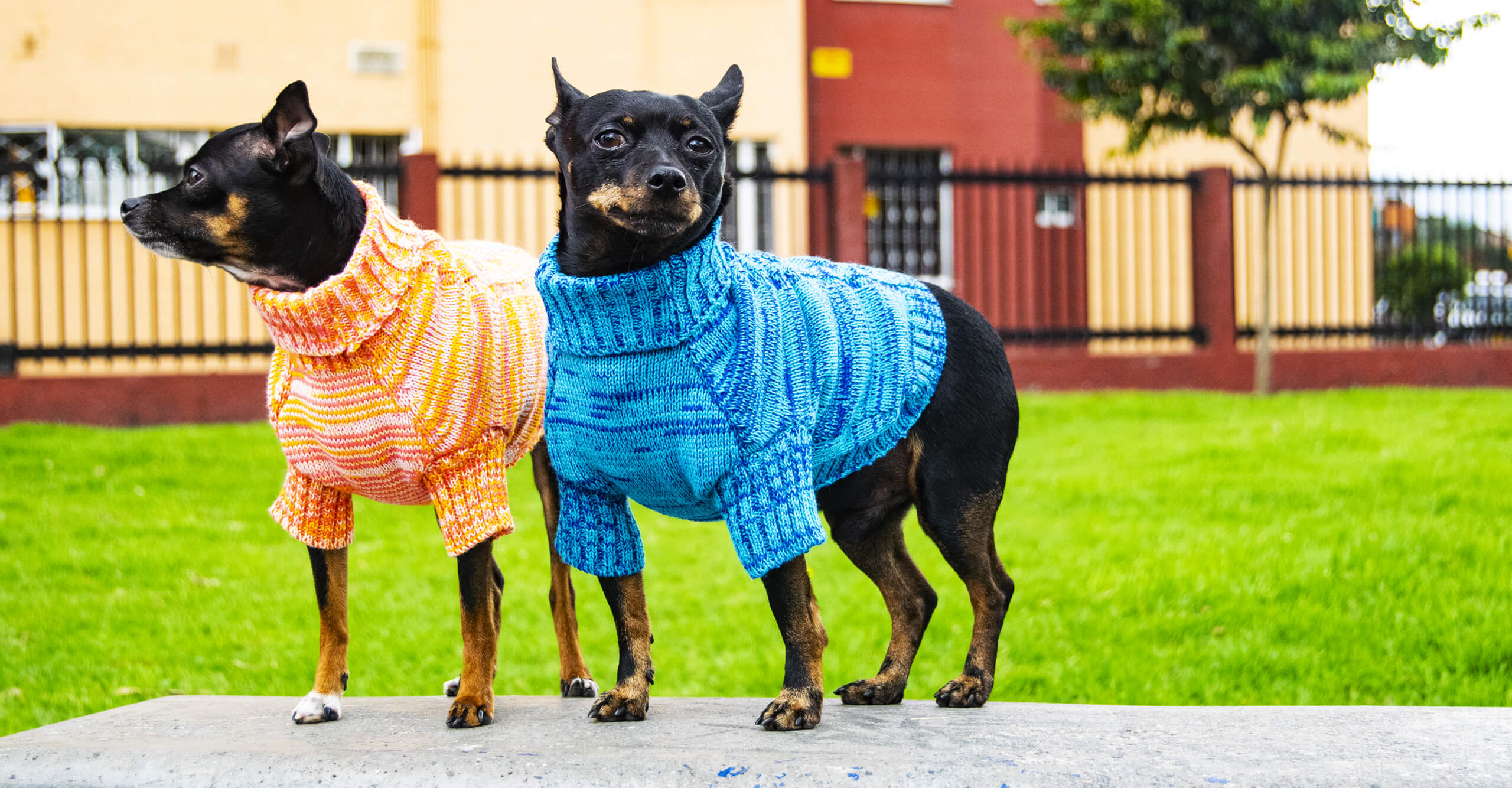 Suéter perros