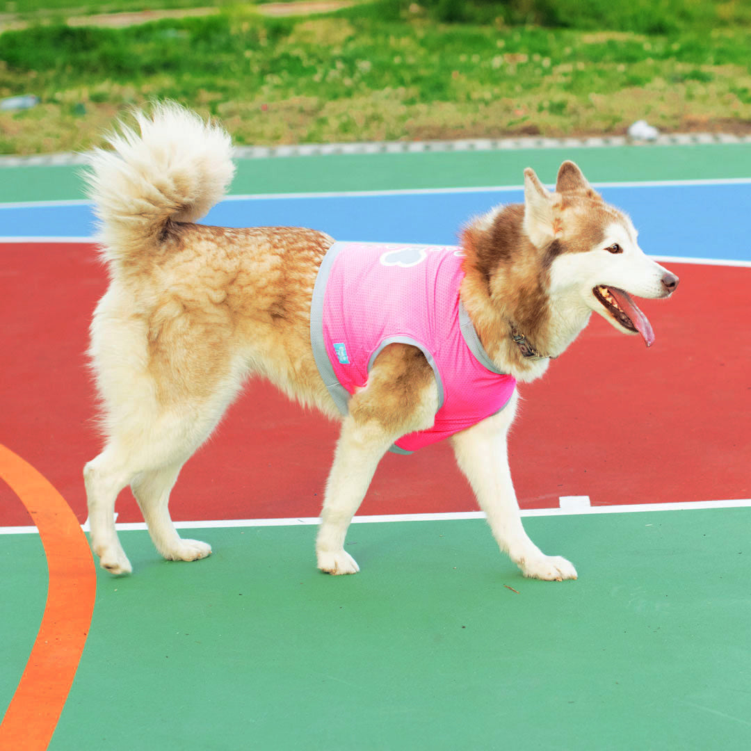 Camiseta-perro-cool-bone#color_fucsia