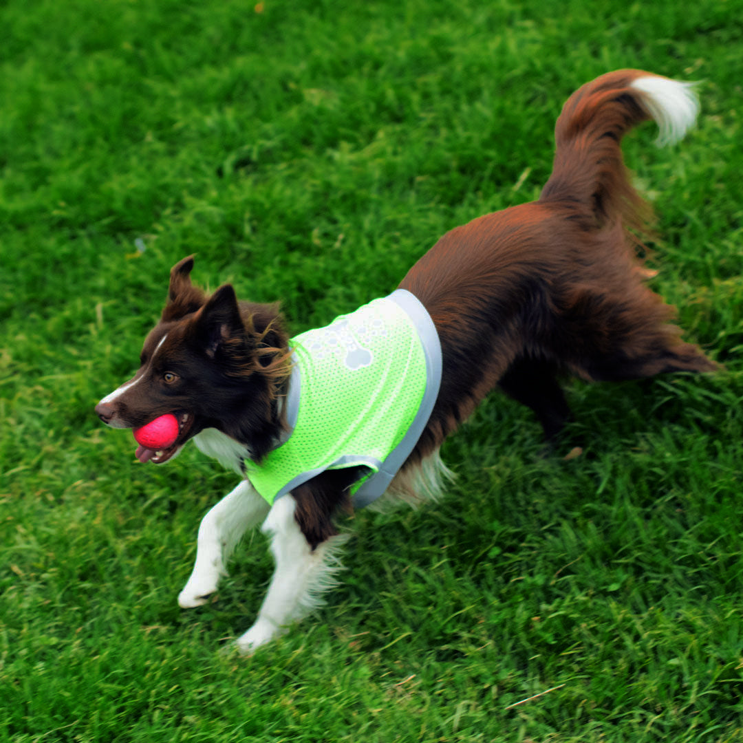 Camiseta-perro-cool-bone#color_verde