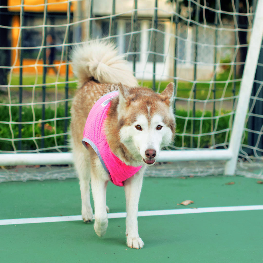 Camiseta-perro-cool-bone#color_fucsia