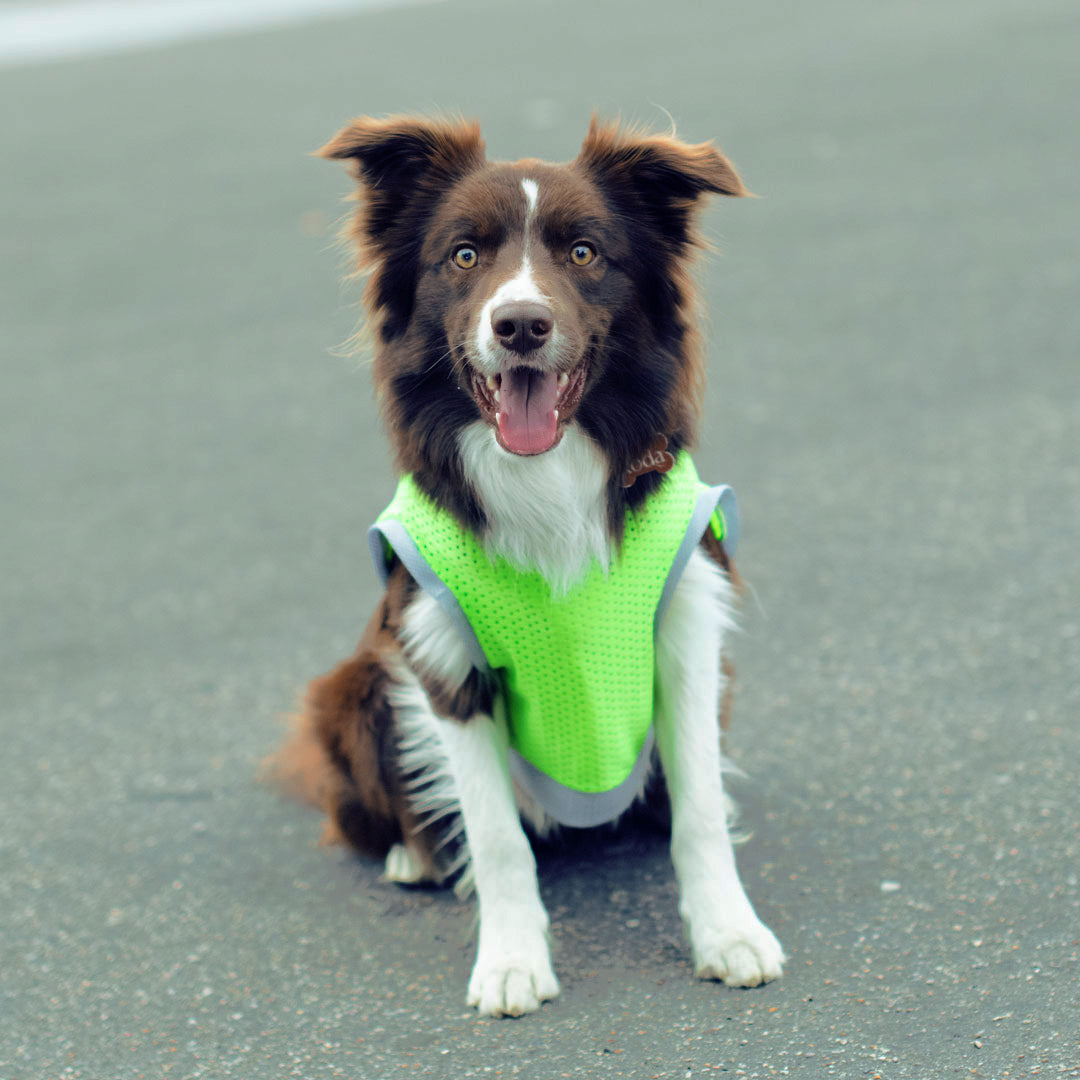 Camiseta-perro-cool-bone#color_verde