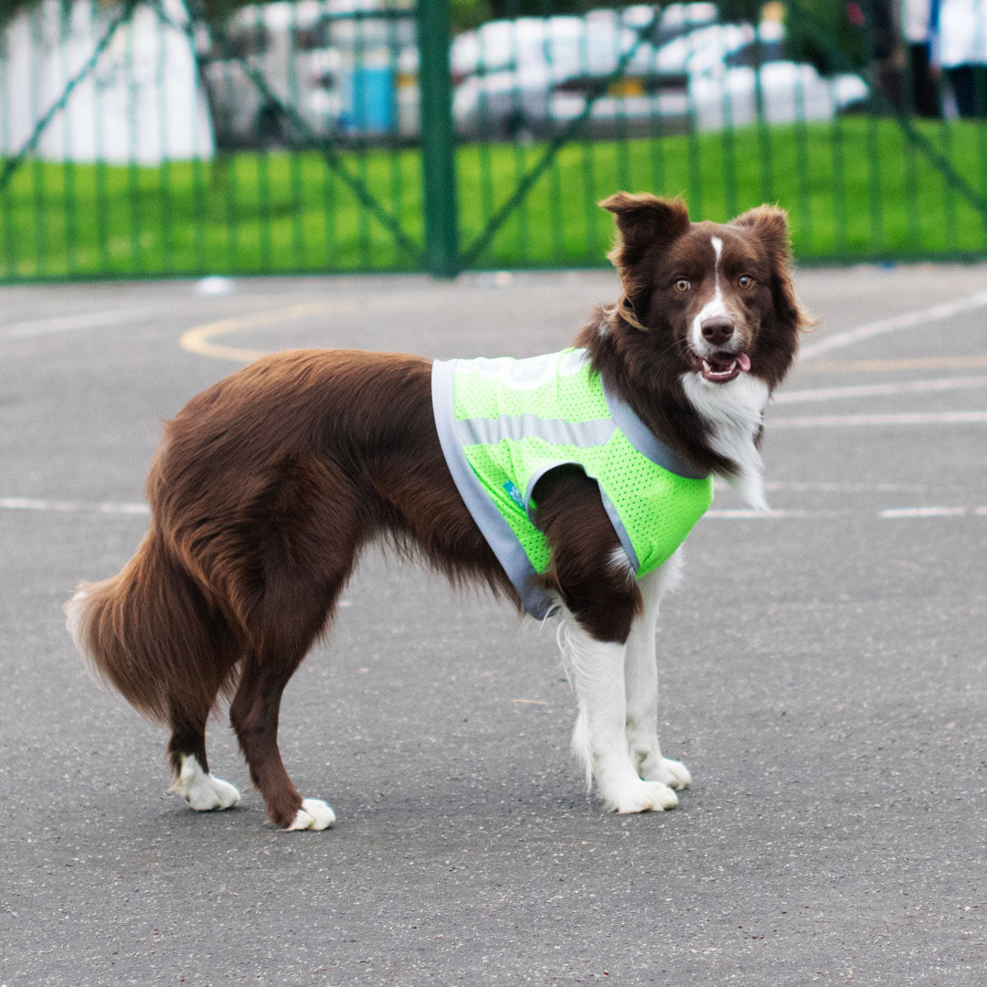 Camiseta-perro-cool-run#color_verde