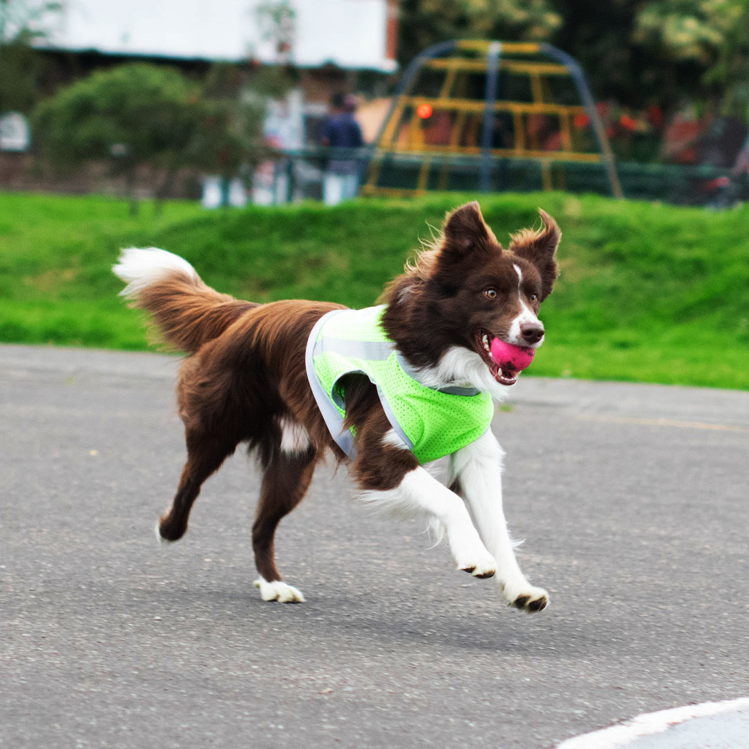 Camiseta-perro-cool-run#color_verde