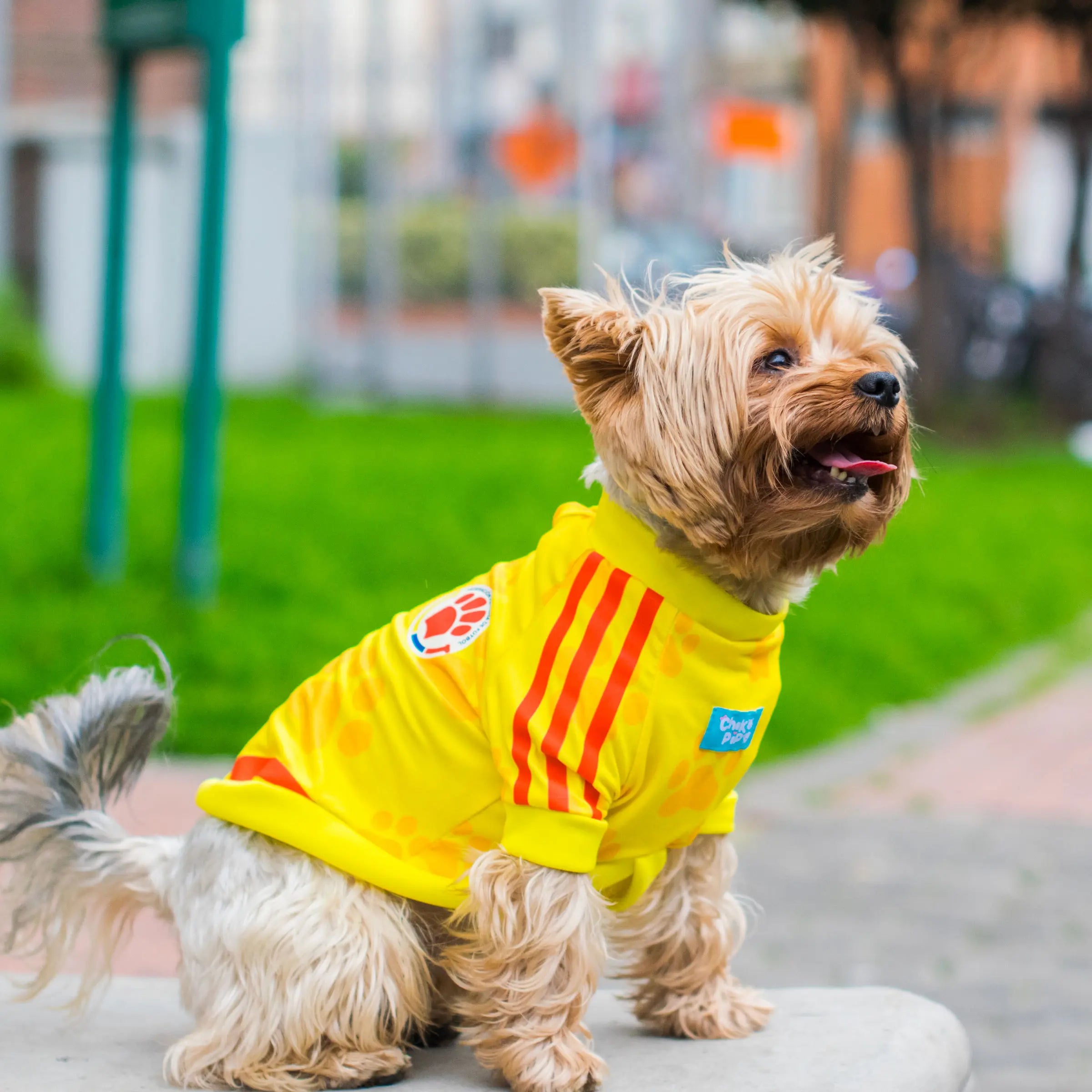 Camiseta-Colombia-perro-pequeño-06-chikopipo
