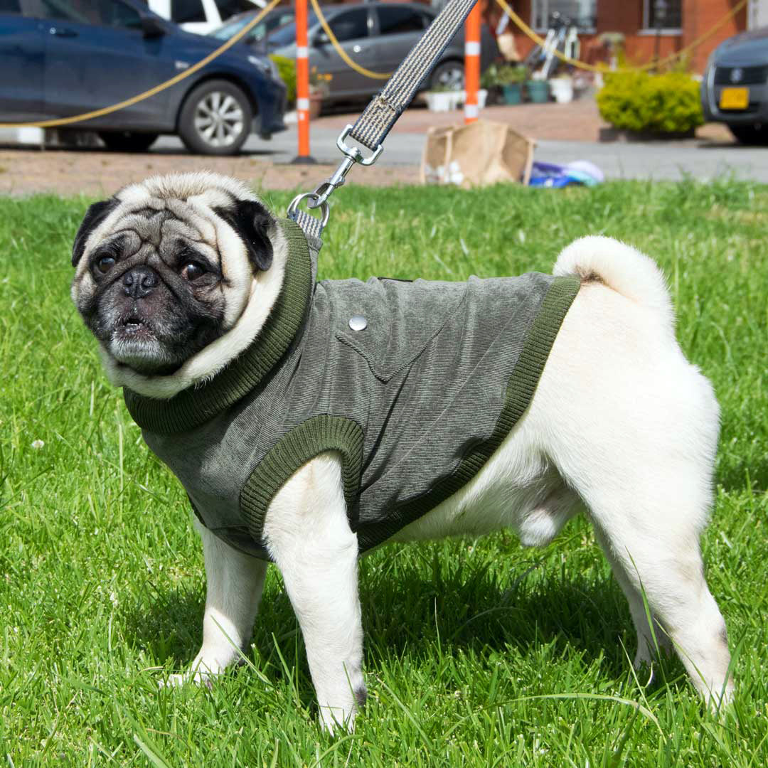 Chaleco-perro-pierre#color_verde