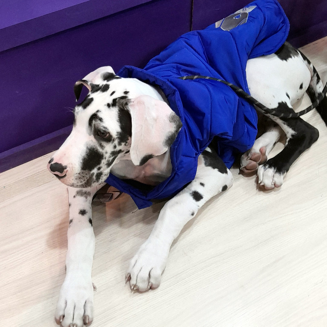 Chaleco-perro-woof3b#color_azul-rey