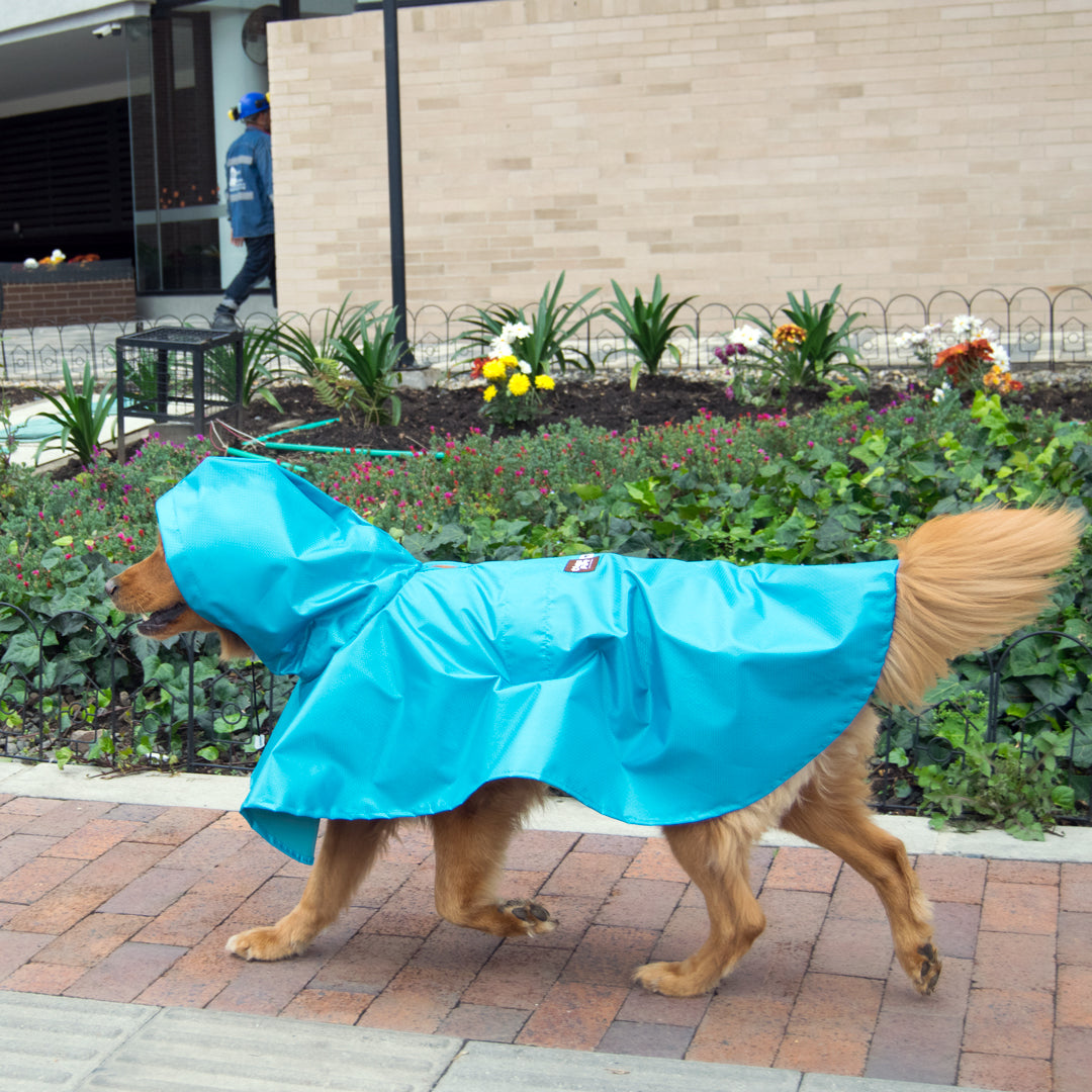 Impermeable-perro#color_azul-celeste