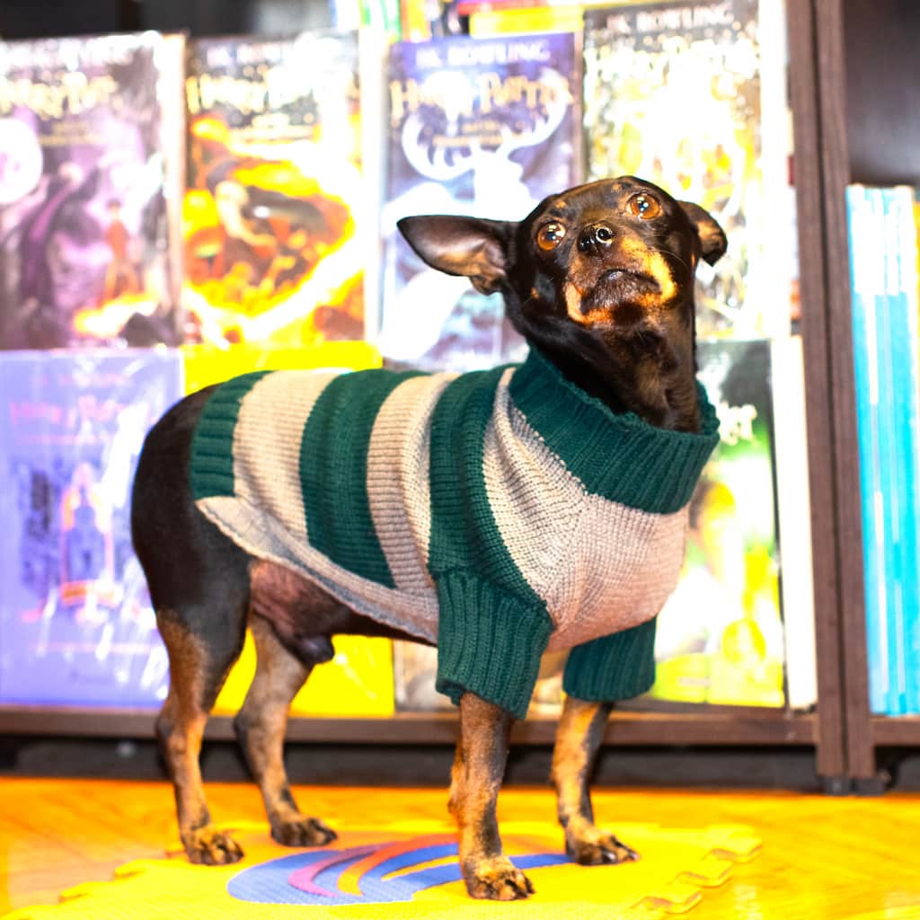 Saco-perros-T6#color_verde-y-gris