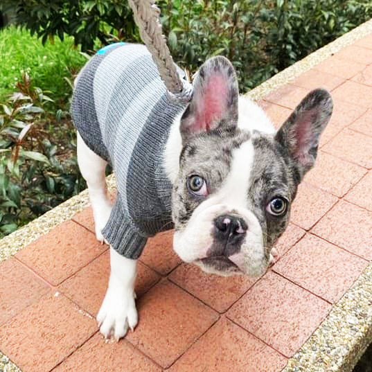 Saco-perros-t1#color_gris