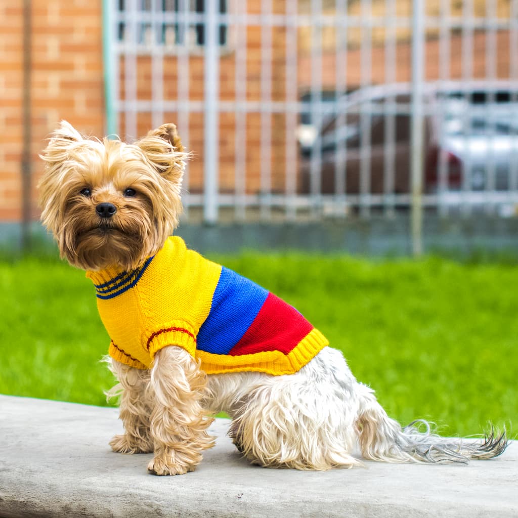 Sueter-perro-colombia#_color_colombia