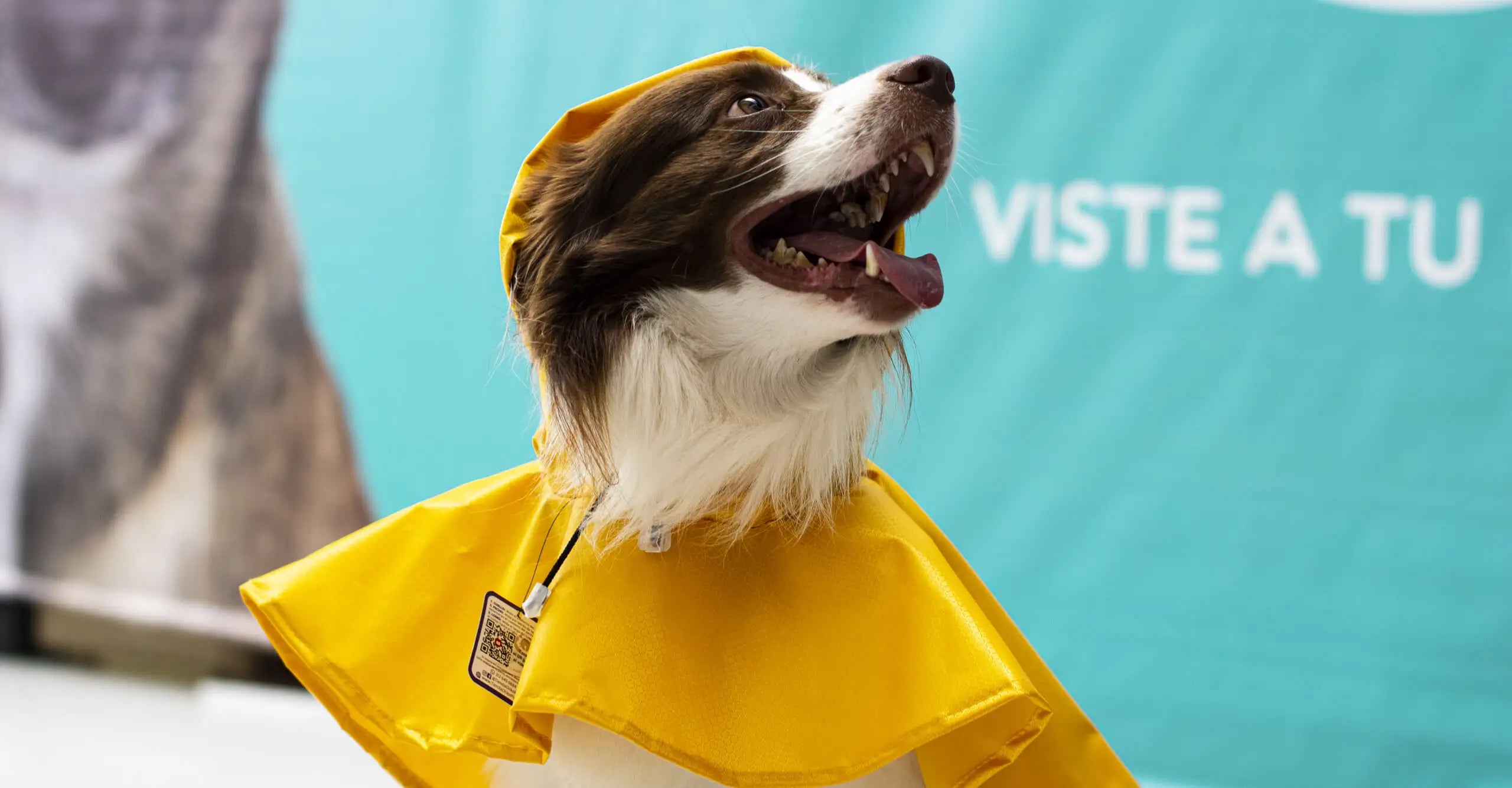 impermeable-para-perros-grandes-bogota-01