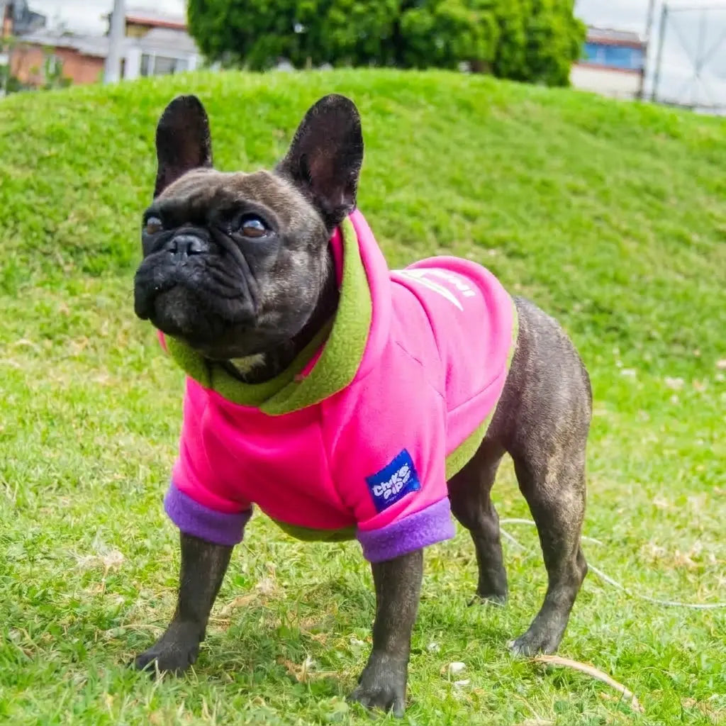 buzo bulldog frances