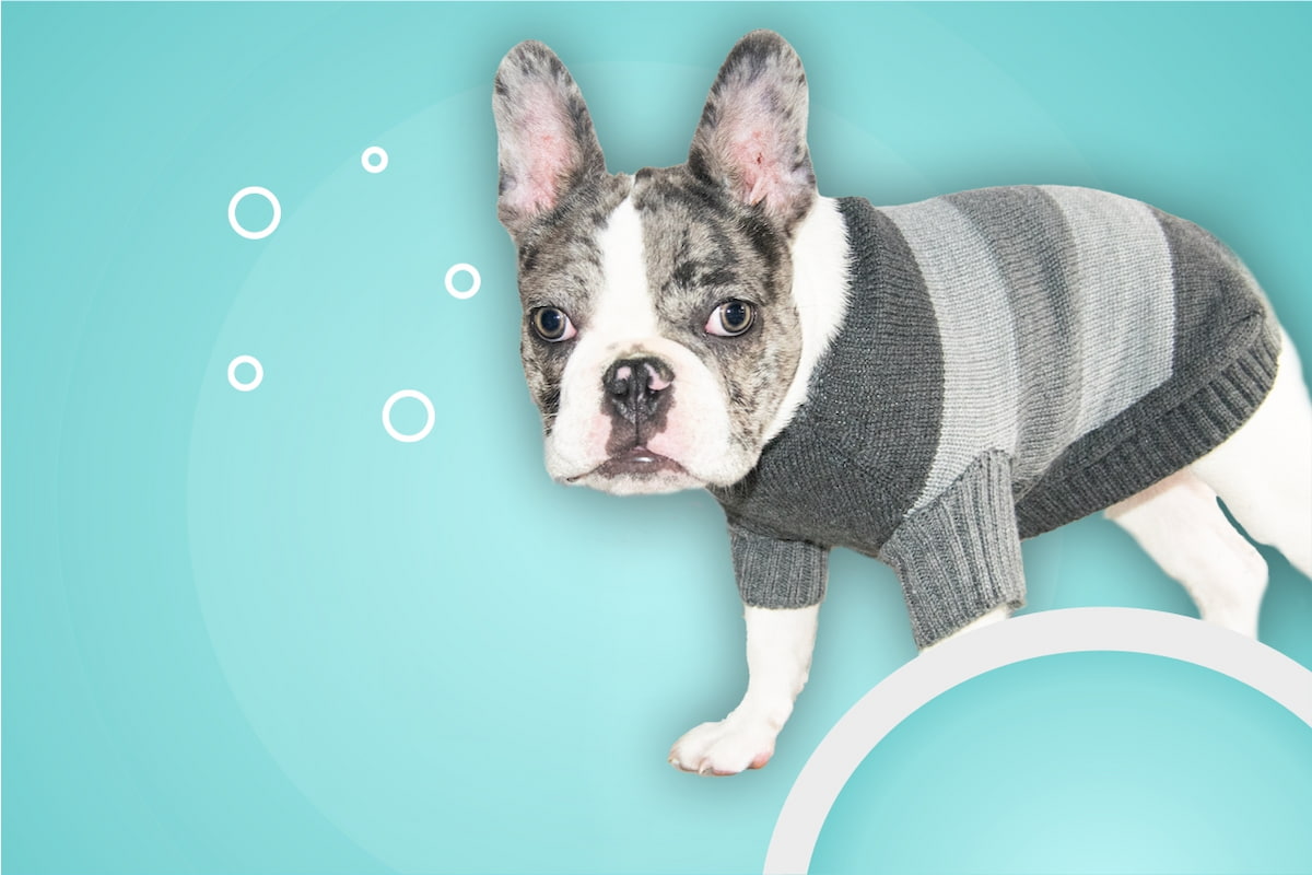 sueter-de-lana-para-perros-077-CHIKOPIPO